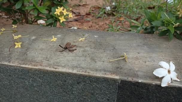 Little Black Ant Walking Cement Concrete — Vídeo de Stock