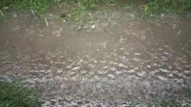 Krople Deszczu Przypominające Trawę — Wideo stockowe