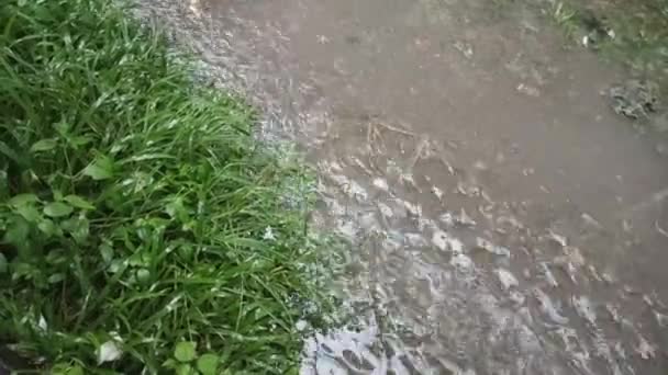 Przywołujące Krople Deszczu Wśród Zielonej Trawy — Wideo stockowe