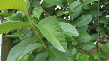 guava leaves blown by the breeze