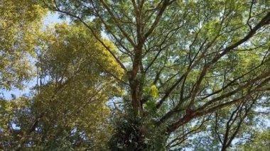 Yaprakları gölgeli uzun ağaç dalları