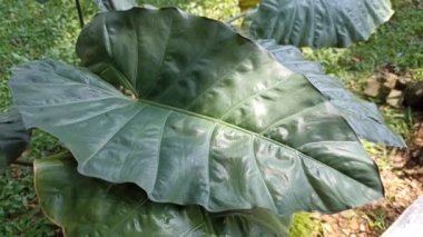 Koyu yeşil taro yaprakları