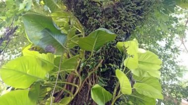 büyük yeşil yapraklar video projeleri için uygun büyük bir ağacın altında ya da ağaçlar, yapraklar, bitkiler ile temalı görüntüler