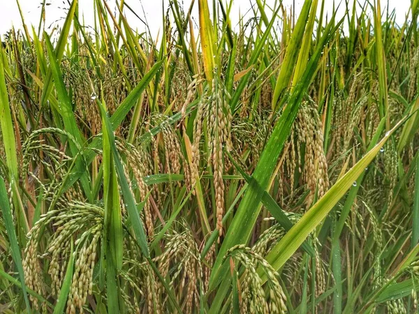 Close up of yellow green rice field. Texture of growing rice, floral background of green grass. Ripe rice, harvest time. Rice farm, field, paddy. Selective focus