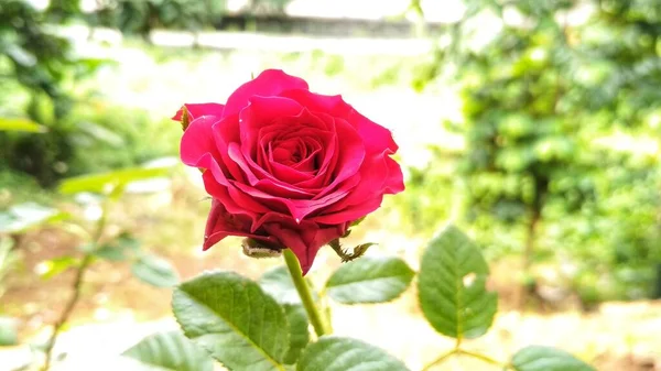 Röda Rosor Blommar Trädgården Vackra Blommor Hybrid Tea Rose Blommar — Stockfoto