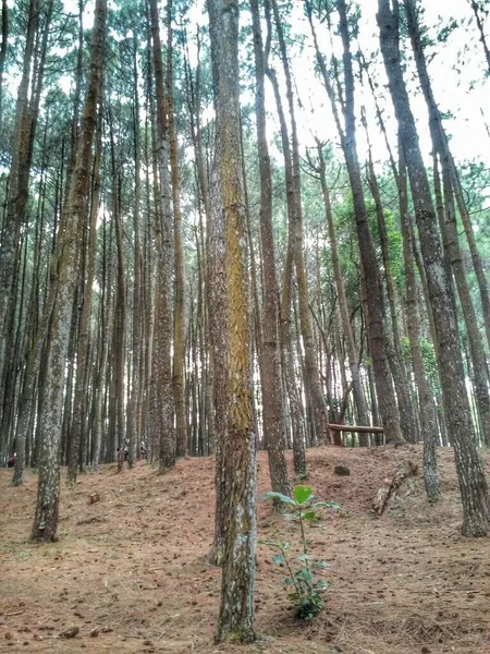 Dini Hari Dengan Matahari Terbit Hutan Pinus — Stok Foto