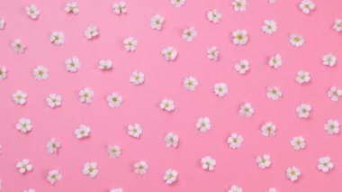 Mavi arka planda dönen papatyalar ya da beyaz çiçekler. Yaz, parlak, modaya uygun arka plan, çiçek tasarımı. Yüksek kalite 4k görüntü