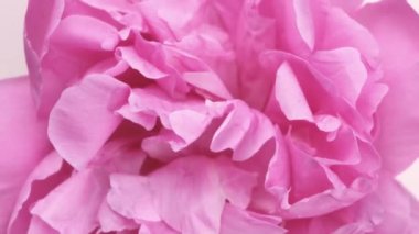 Dönen pembe şakayık, yakından taç yaprakları, pembe çiçek yapraklarının arka planı. Yüksek kalite 4k görüntü