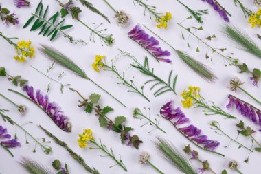 parlak yaz beyaz arka plan vahşi renkli çiçekler ve bitkiler ve yapraklar, çiçekli arka plan veya doku. 