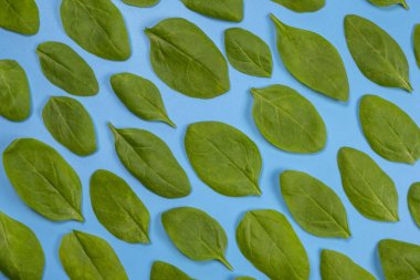 Mavi arka planda ıspanak yapraklarının arka planı, sağlıklı gıda konsepti. 