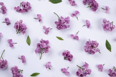 Beyaz arkaplandaki mor leylak çiçeklerinin arkaplanı. Parlak arkaplan, çiçek veya bitki tasarımı.