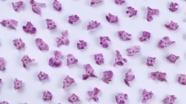 Beyaz arkaplanda mor leylak çiçeklerinin arkaplanı. Parlak arkaplan, çiçek ya da bitki tasarımı