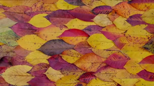 Σύνθεση Από Φωτεινά Πολύχρωμα Φθινοπωρινά Φύλλα Στοιβαγμένα Ένα Πάνω Στο — Αρχείο Βίντεο