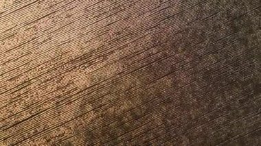 Altın dönüş geçmişi, doğum günü, yıldönümü ya da parti konsepti. Yüksek kalite 4k görüntü