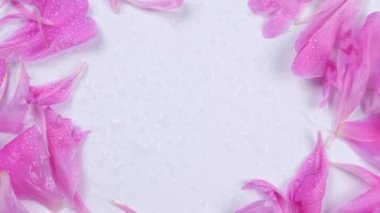 Beyaz arka planda dönen pembe şakayık yapraklarının dairesel bileşimi. Yüksek kalite 4k görüntü