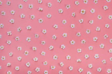 Arka planda papatyalar ya da mavi arka planda beyaz çiçekler. Yaz, aydınlık, modaya uygun arka plan, çiçek tasarımı. 