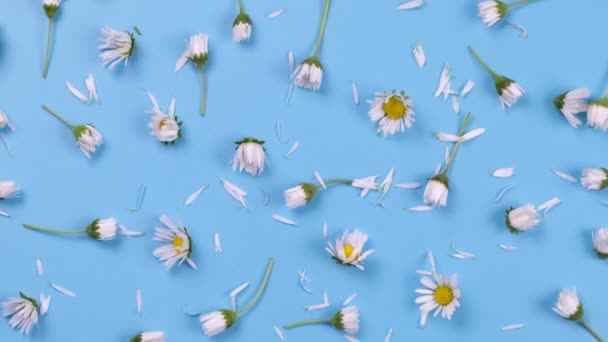 Roterande Bakgrund Prästkragar Eller Vita Blommor Blå Bakgrund Sommar Ljus — Stockvideo