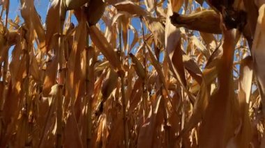 Mısır tarlası güneşli bir günde sonbaharda hasat için hazır. Yüksek kalite 4k görüntü