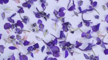 Beyaz arka planda menekşe çiçekleri ile dönen bir arkaplan. Yüksek kalite 4k görüntü