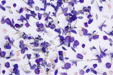  Beyaz arkaplan üzerinde menekşe alan çiçekleri olan arkaplan.