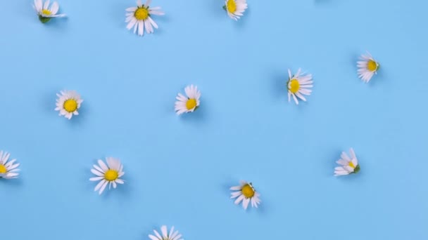 Roterande Bakgrund Prästkragar Eller Vita Blommor Blå Bakgrund Sommar Ljus — Stockvideo