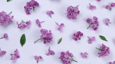 Beyaz arkaplandaki mor leylak çiçeklerinin arkaplanı. Parlak arkaplan, çiçek veya bitki tasarımı