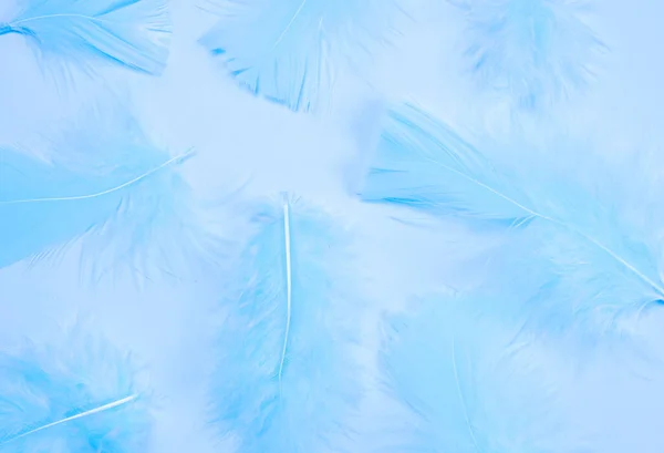 Blue feathers on a blue background, fashionable, delicate,creative background. the concept of a party or birthday in blue colors