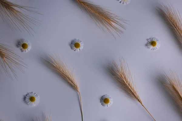 Dikenli beyaz arka plan, yabani beyaz çiçekler, papatyalar. Taşra konsepti. Çiçek arka planı.