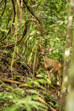 Kosta Rika 'da ormanda beyaz kuyruklu geyik. Yüksek kalite fotoğraf