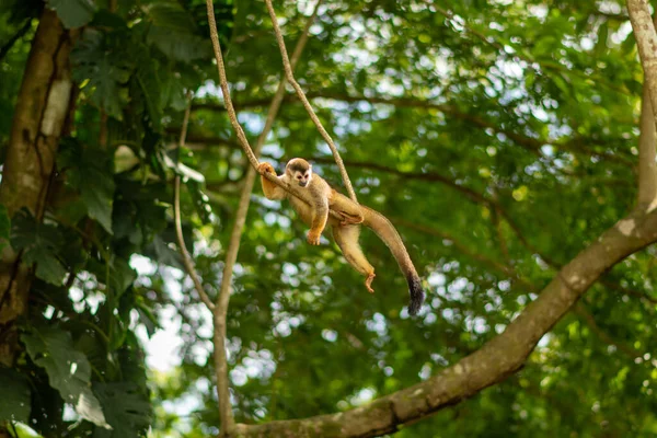 Mono Ardilla Costa Rica Comiendo Plátano Selva Foto Alta Calidad — Foto de Stock