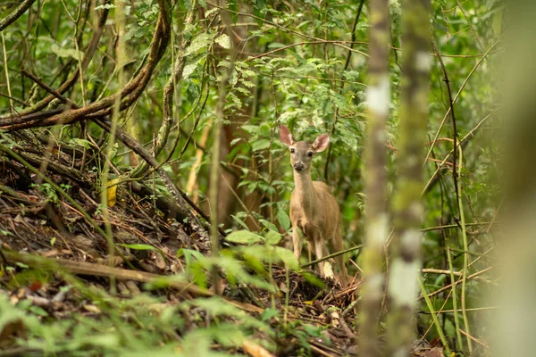 White tailed deer in the jungle at Costa Rica. High quality photo