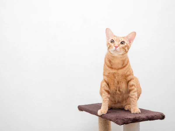 Симпатичная Кошка Оранжевого Цвета Сидеть Кошке Кондо Смотреть Вверх Левую — стоковое фото