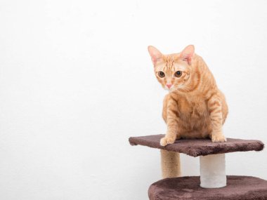 Turuncu kedi, kedi ağacına otur ve beyaz arka plandaki kameraya bak.