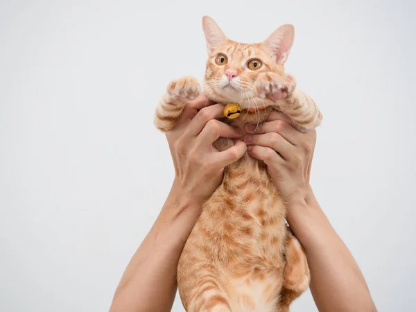 Hand Hold Cat Orange Color Cute Kitten White Background — Stock Photo, Image