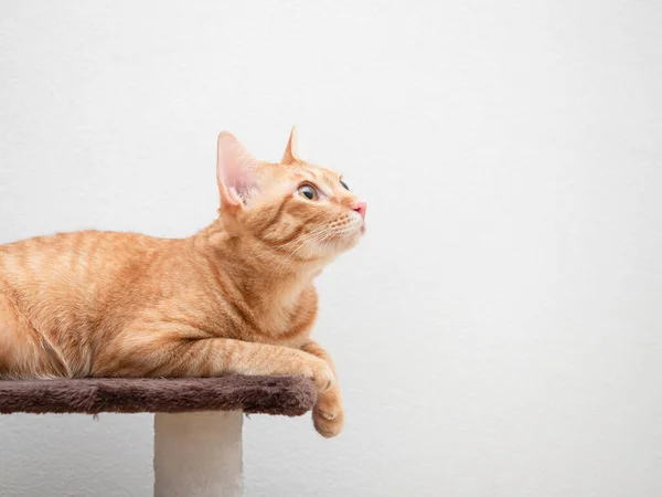 Cat Orange Color Lay Cat Condo Look Right Side Copy — Stock Photo, Image