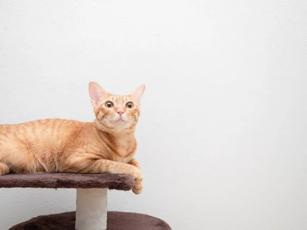 Cat Оранжевый Цвет Лежал Кошке Кондо Смотреть Вверх Копировать Пространство — стоковое фото