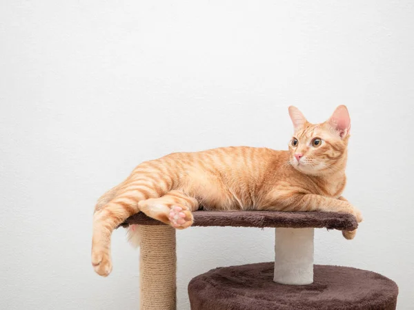 Оранжевый Кот Лежит Кошке Кондо Скопировать Пространство Вверх Белый Фон — стоковое фото