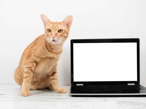 Orange cat with laptop white screen on the table