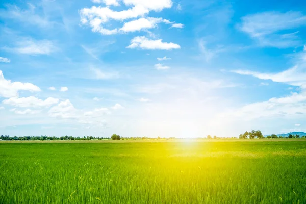 Çeltik tarlası ve güneş, temiz mavi gökyüzü, doğal güneşli ve taze çeltik tarlaları arasında.