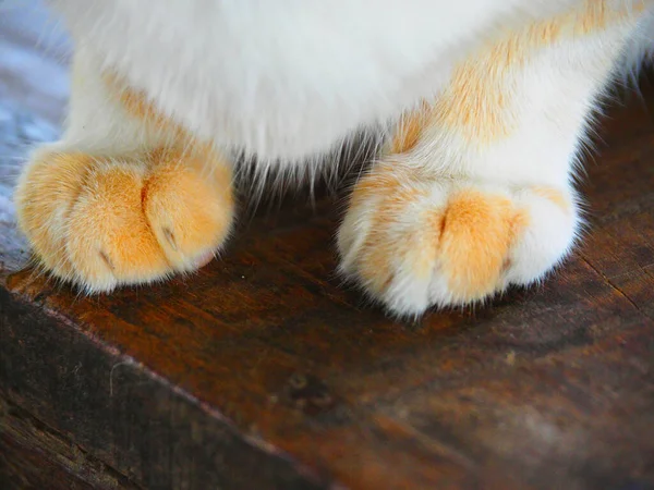 바닥에 고양이 앞발을 빈티지에 고양이 앞발을 감는다 — 스톡 사진