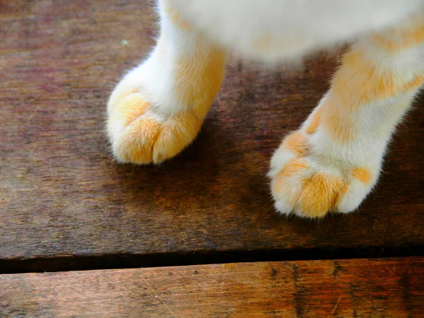 Cat paw on wooden,Closeup cat paw on wooden background.Cat foot,Paw of cat vintage