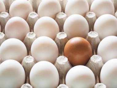 Ördek yumurtası grubunda yakın plan yumurta kutu farklılığı fikri ve doğa ışığı ve gölge üst görünümü.