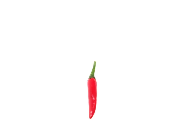 Red Hot Chili Isoliert — Stockfoto