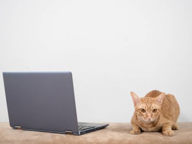 Cute cat lay on sofa with laptop looking at camera on white wall background in home