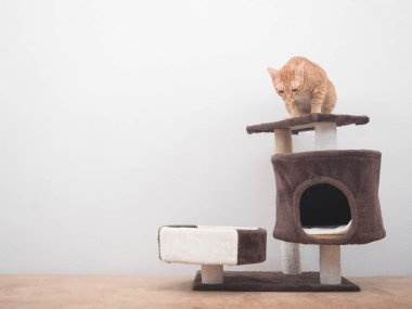 Orange cat sitting on head of cat condo looking at camera in the house at white wall background