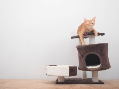 Şirin kedi kedi, beyaz duvar arkasında uykulu hissederek kedi evine uzandı.