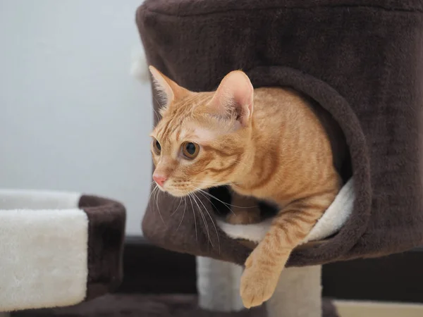 Симпатичная Кошка Оранжевого Цвета Выходит Кошачьего Кондо — стоковое фото