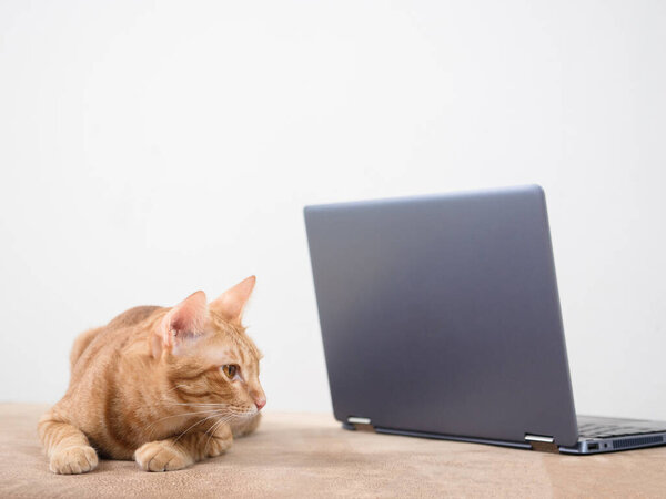 Orange cat sitting on sofa with laptop with white wall background,Cat working with notebook concept