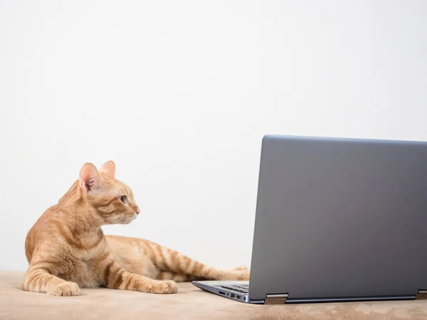 Cat Pomarańczowy Kolor Leżał Kanapie Patrząc Ekranie Laptop Pracy Domu — Zdjęcie stockowe