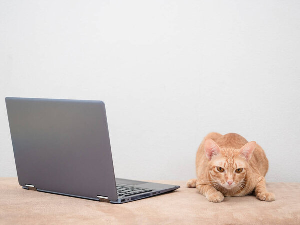 Cat with laptop on sofa on white background at home